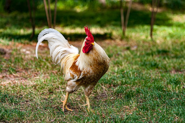 AEE 539: Confident or Cocky? How to Tell the Difference in English ...