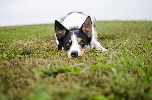 English expression startle listener- dog in field