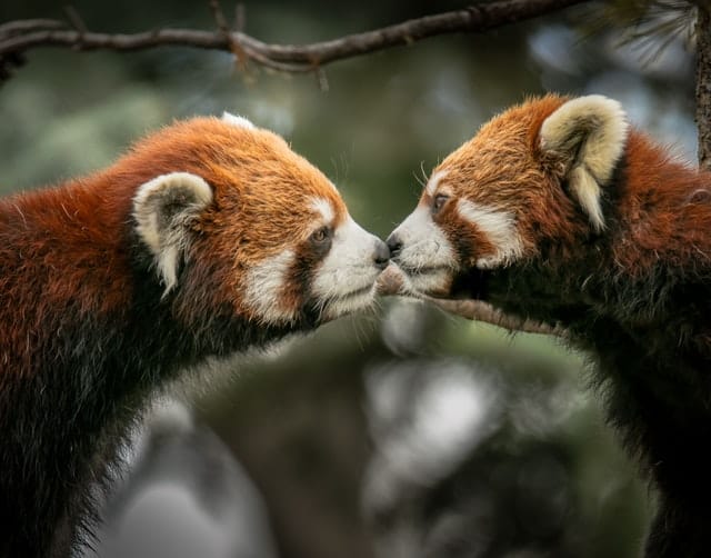 animal English vocabulary idioms and expressions