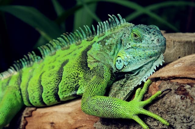 lizard brain, iguana