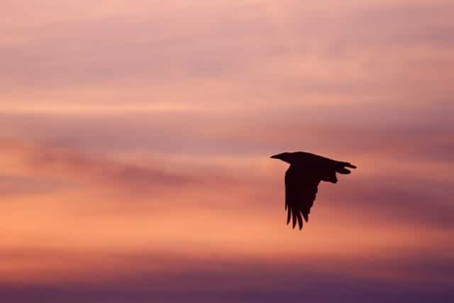 5 English Animal and Bird Idioms and How to Use Them in Conversations 5 English Animal and Bird Idioms and How to Use Them in Conversations