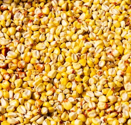 AEE 2005 - Colonel or Kernel? Avoid these Pronunciation Mistakes in English Kernels of corn