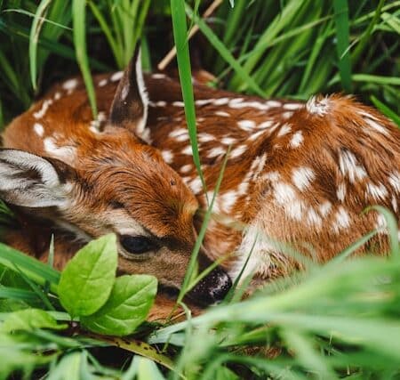 Business English 395 - Don’t Be Vulnerable to Business English Mistakes baby deer that is weak